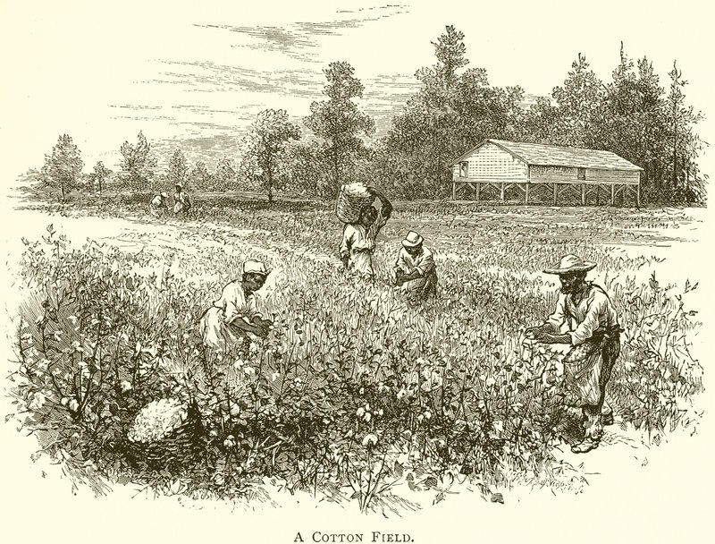 A Cotton Field by English School