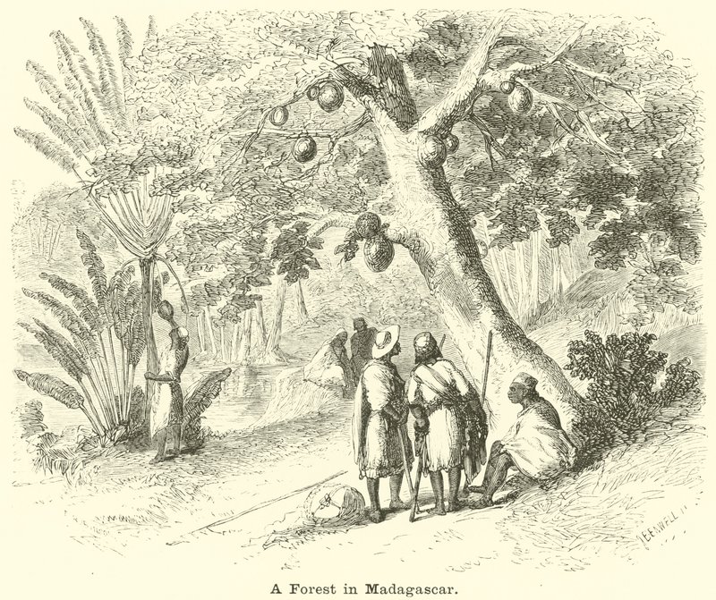 A Forest in Madagascar by English School