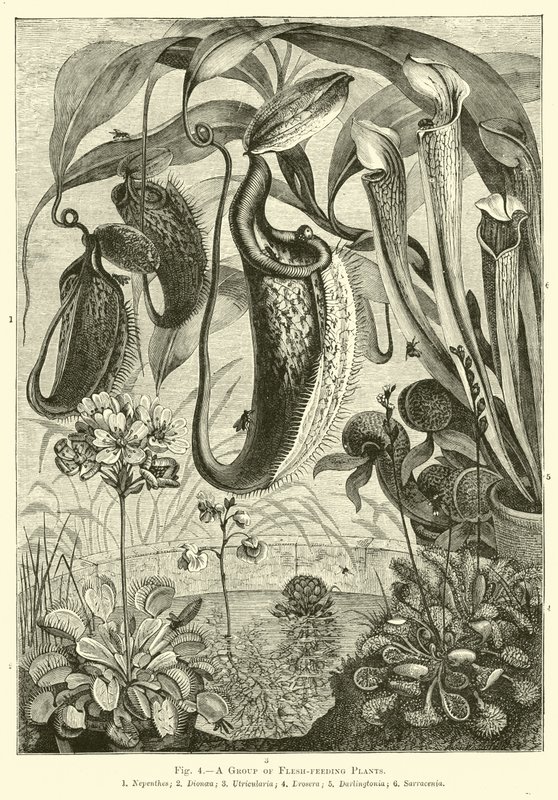 A Group of Flesh-feeding Plants by English School