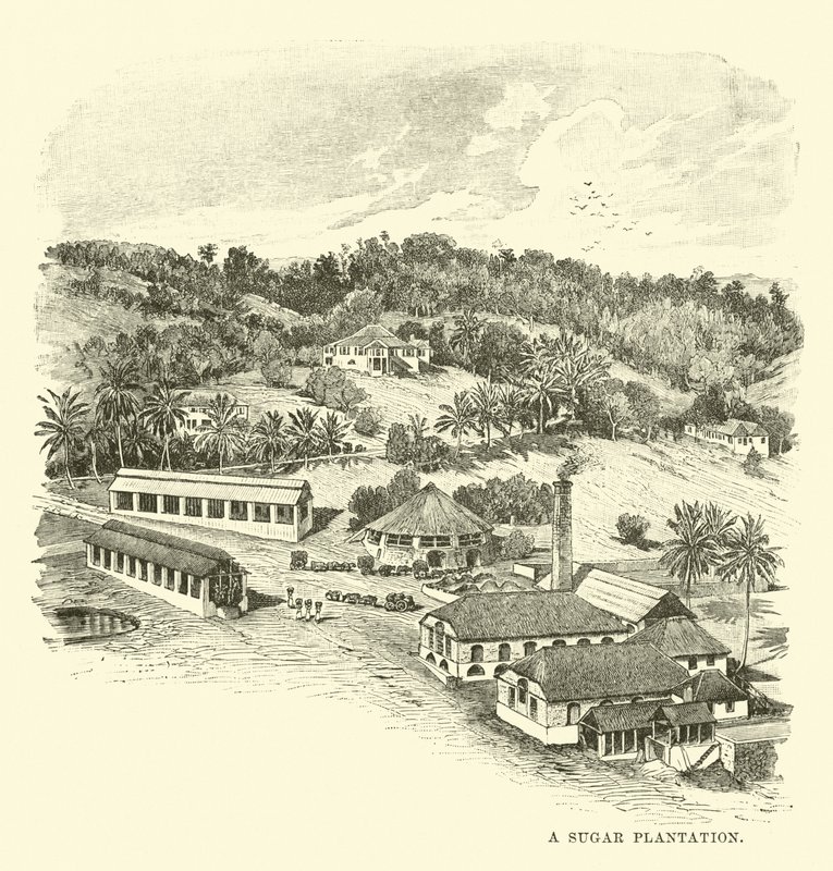 A Sugar Plantation by English School