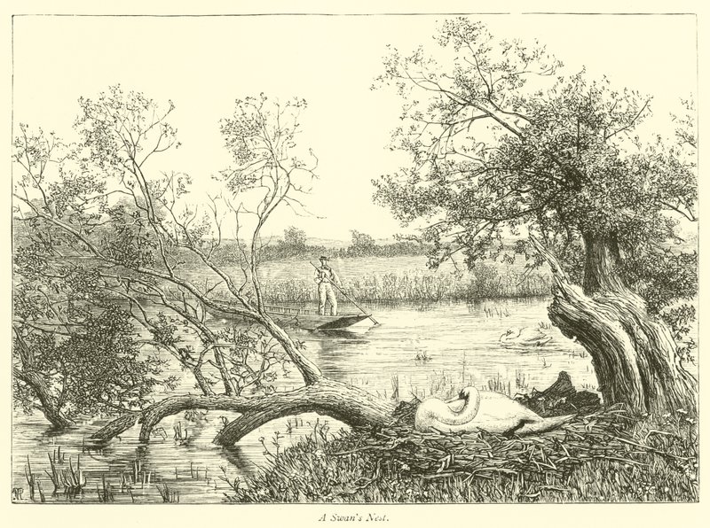 A Swan