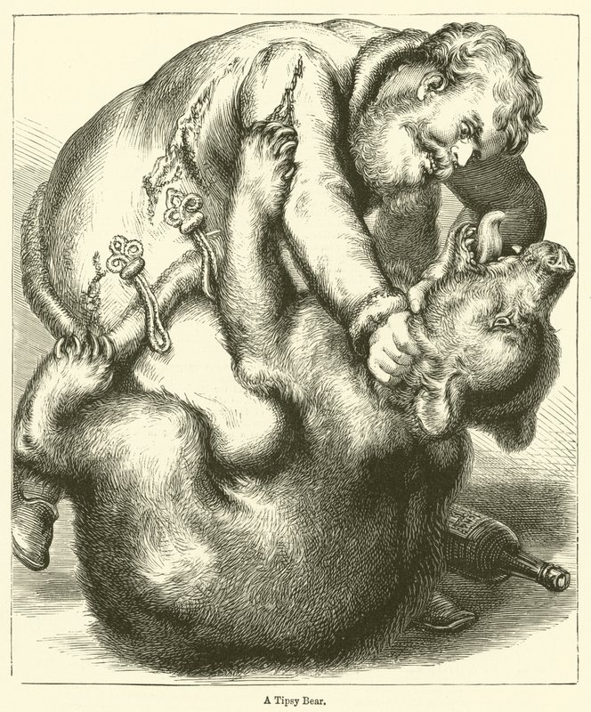 A Tipsy Bear by English School