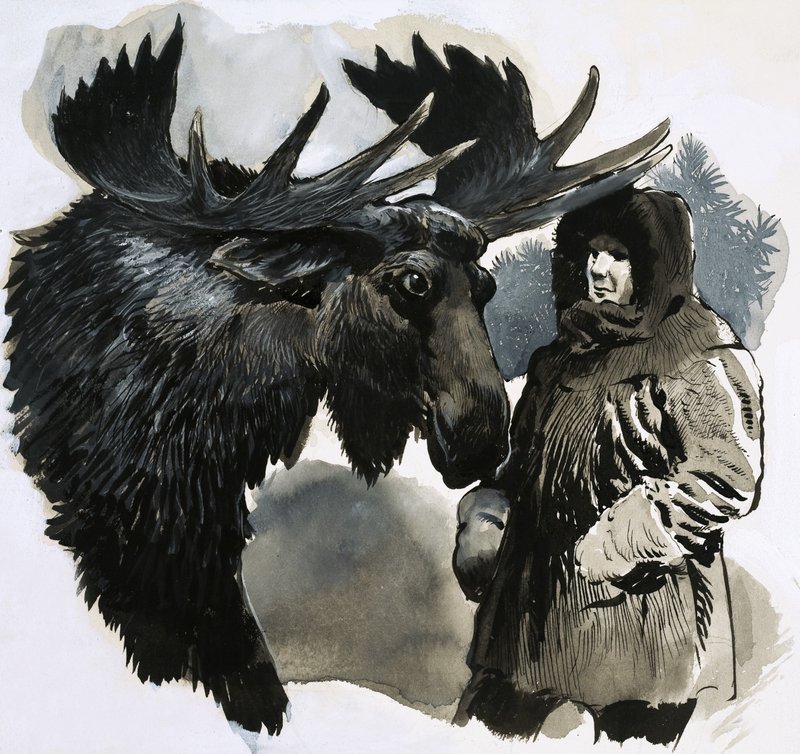 A Bull Moose by English School