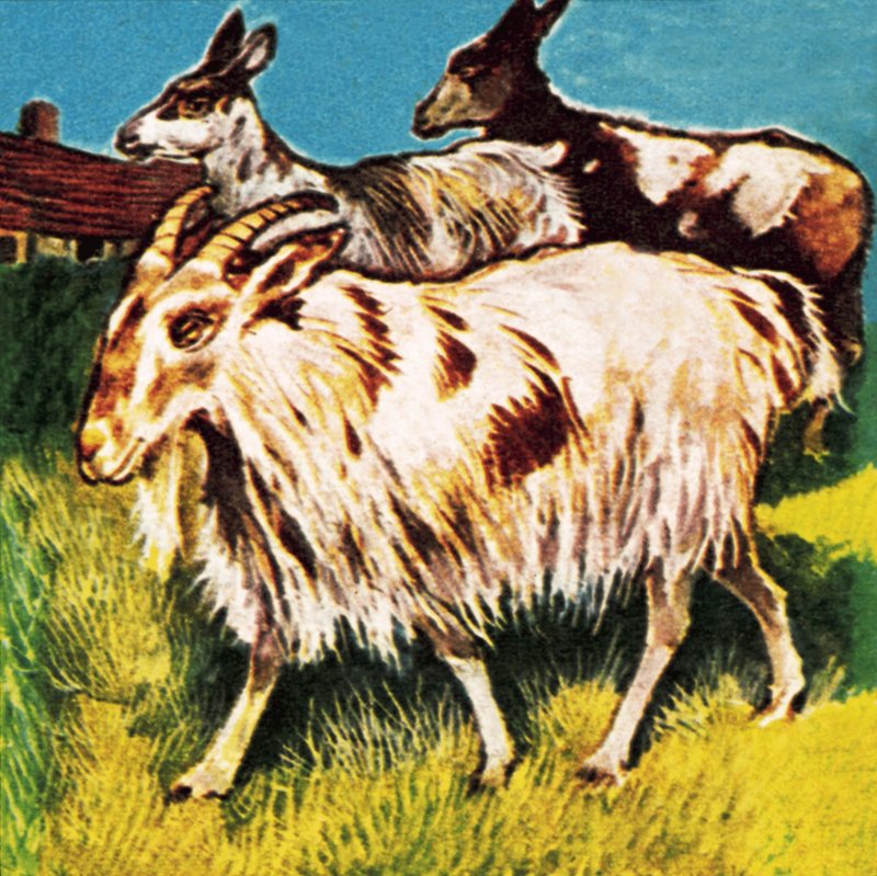 A herd or tribe of goats by English School