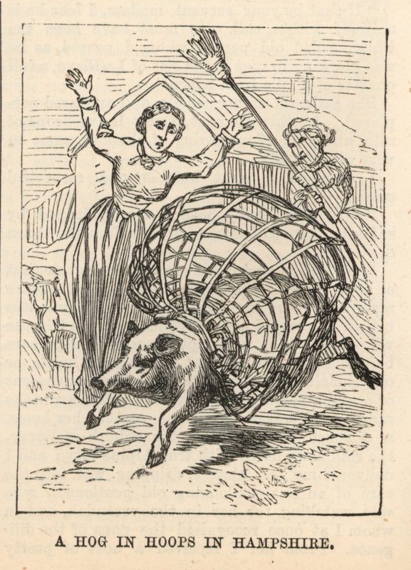 A Hog in Hoops in Hampshire by English School