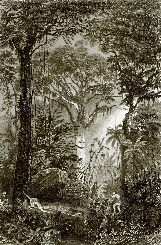 A Scene in the Brazilian Forest by English School