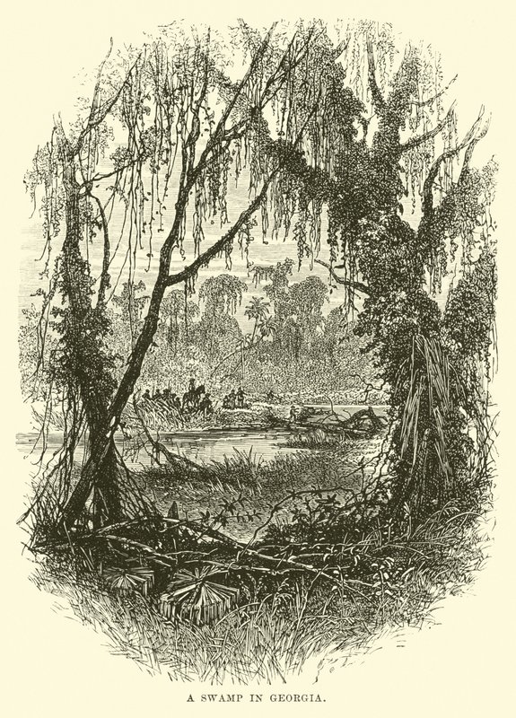 A Swamp in Georgia by English School
