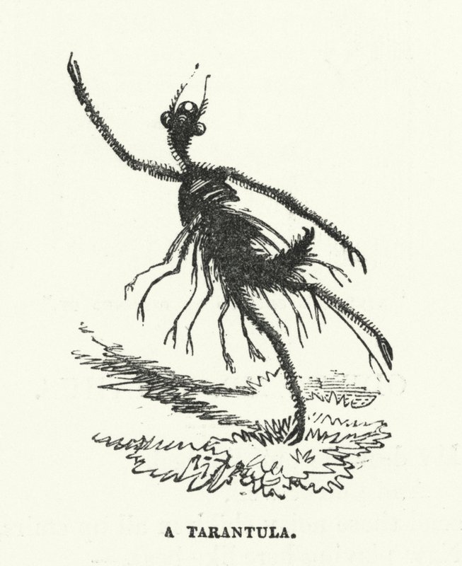 A tarantula by English School