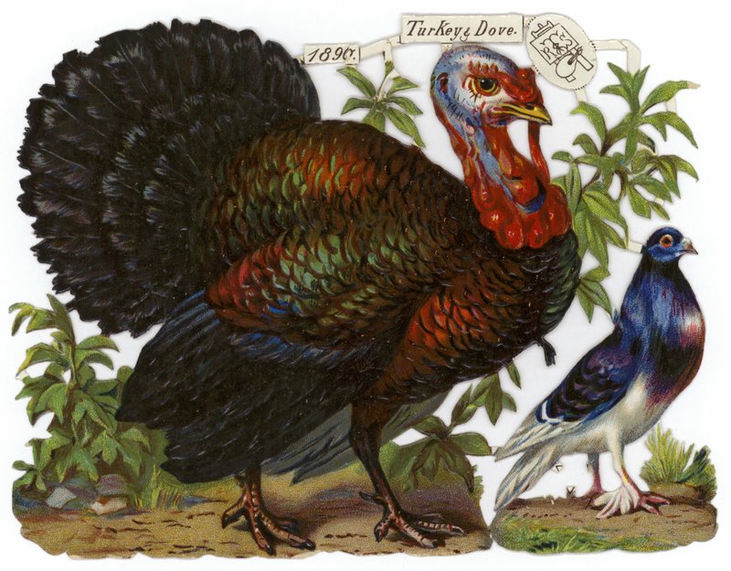 A Turkey Pictured Alongside a Dove by English School