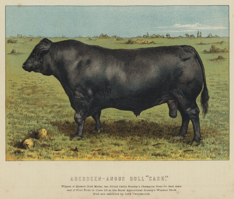 Aberdeen-Angus Bull 