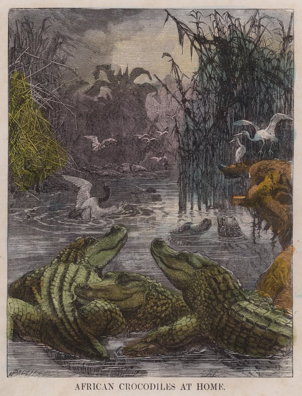 African crocodiles at home by English School