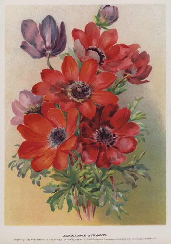 Aldborough Anemones by English School