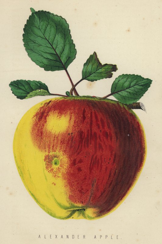 Alexander Apple by English School