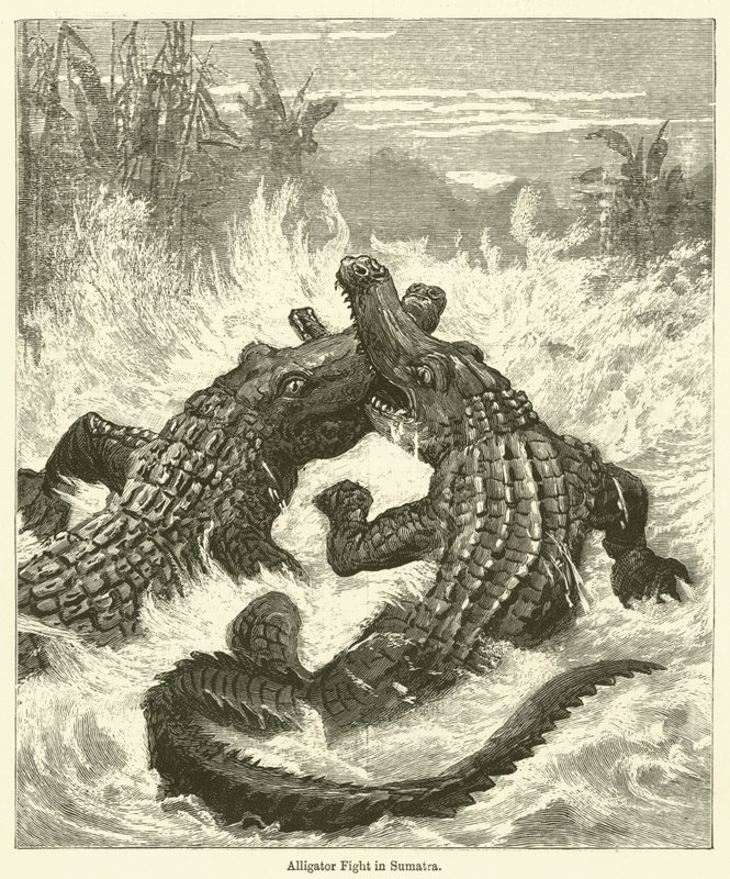 Alligator Fight in Sumatra by English School