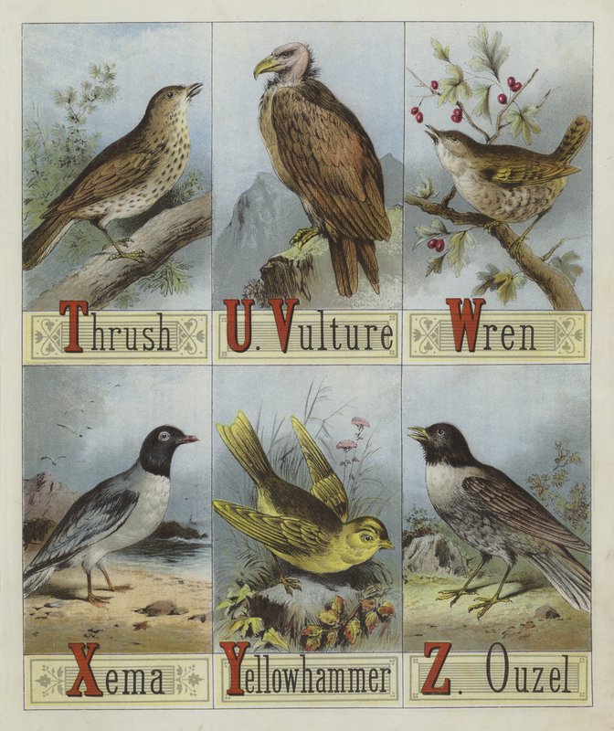 Alphabet of Birds by English School
