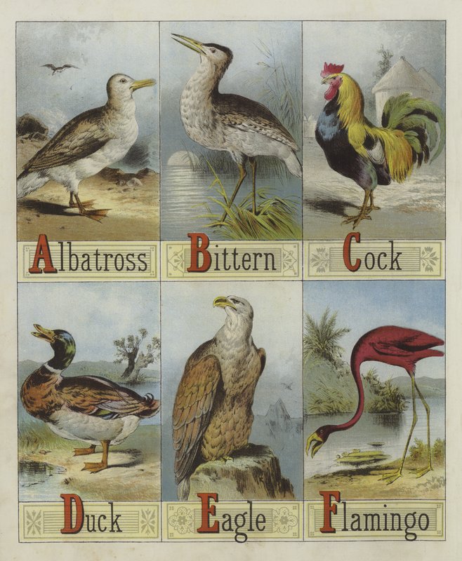 Alphabet of Birds by English School