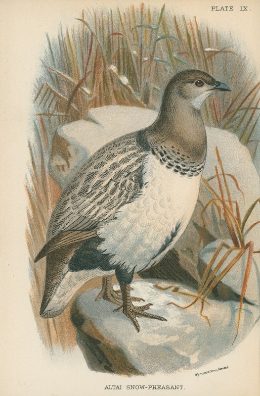 Altai Snow-Pheasant by English School