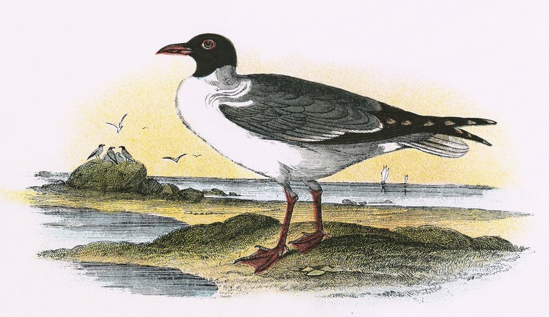 American Laughing Gull by English School