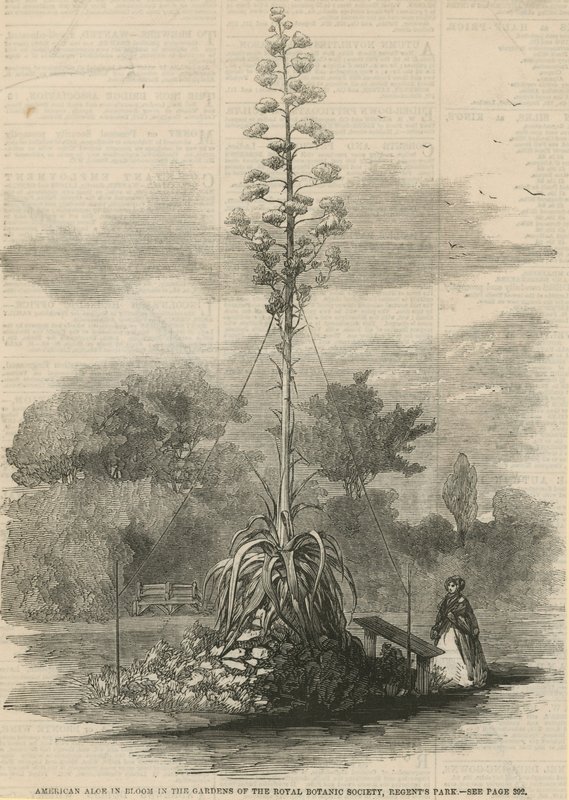 American Aloe in Bloom by English School