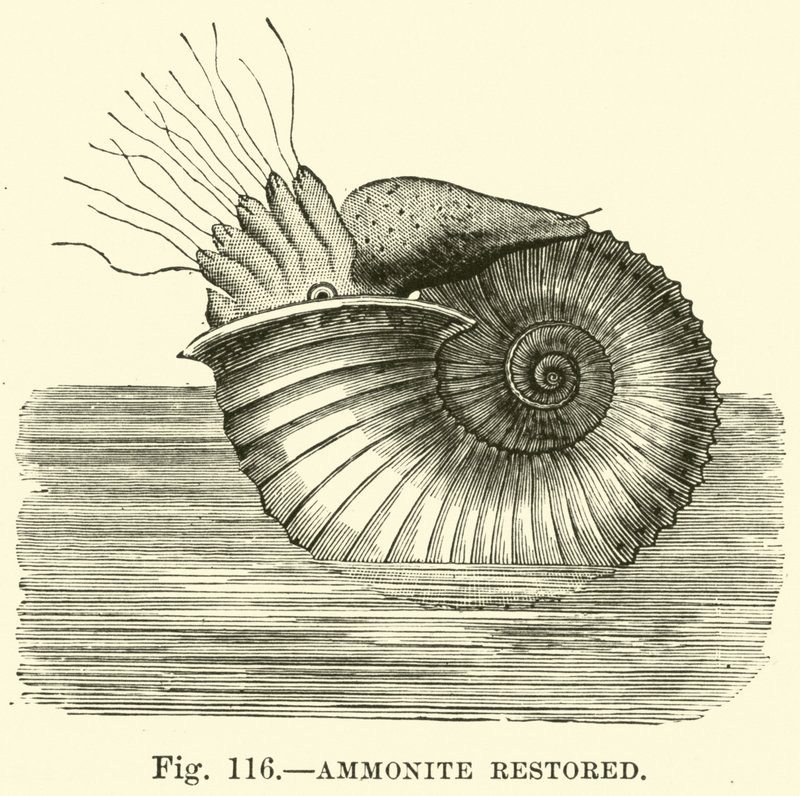 Ammonite Restored by English School