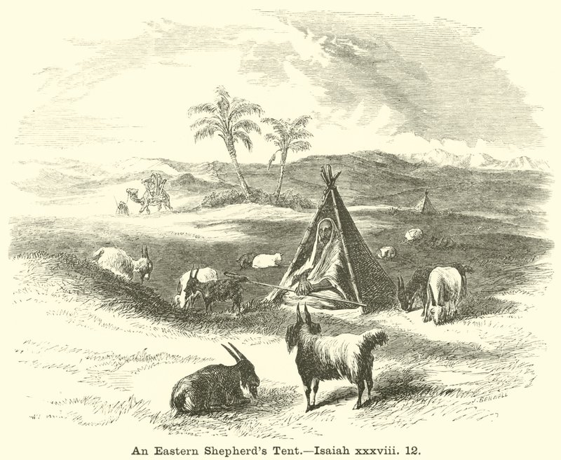An Eastern Shepherd