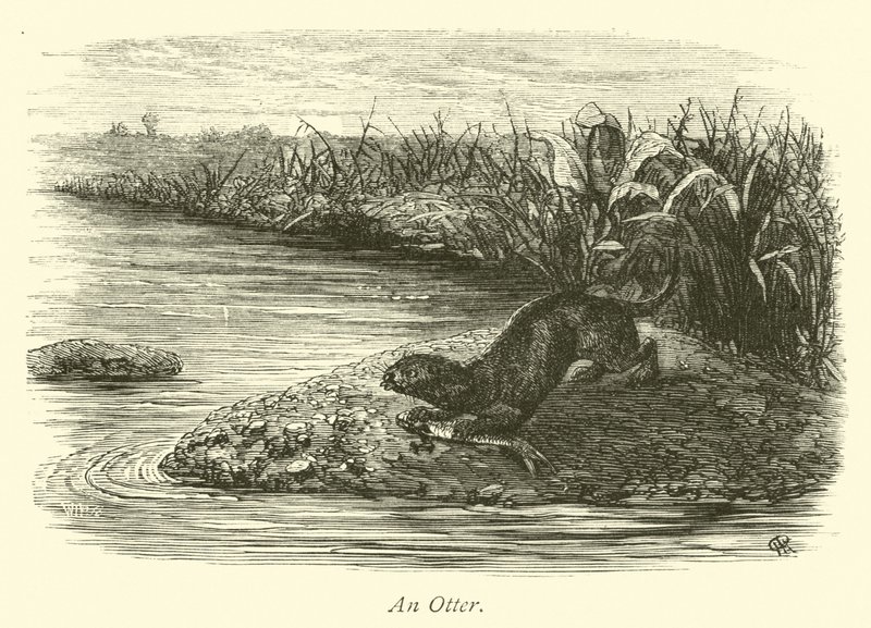 An Otter by English School