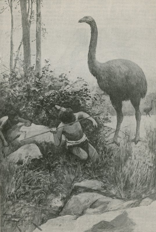 An Extinct Inhabitant of New Zealand by English School