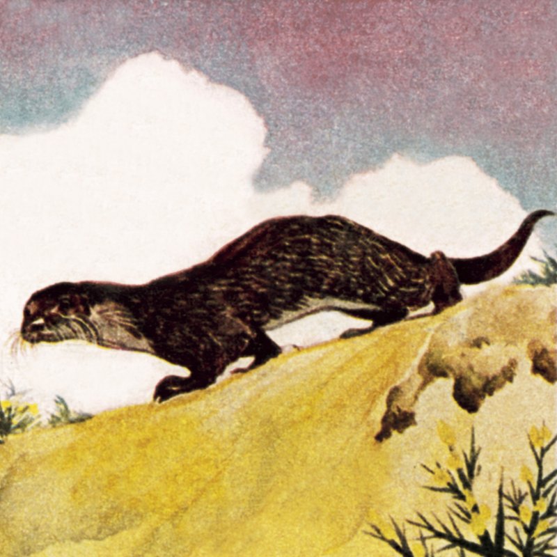 An Otter by English School