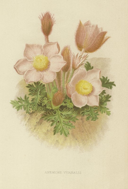 Anemone vernalis by English School