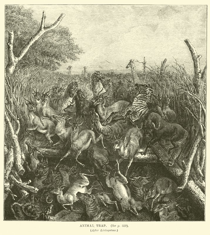 Animal Trap (after Livingstone) by English School