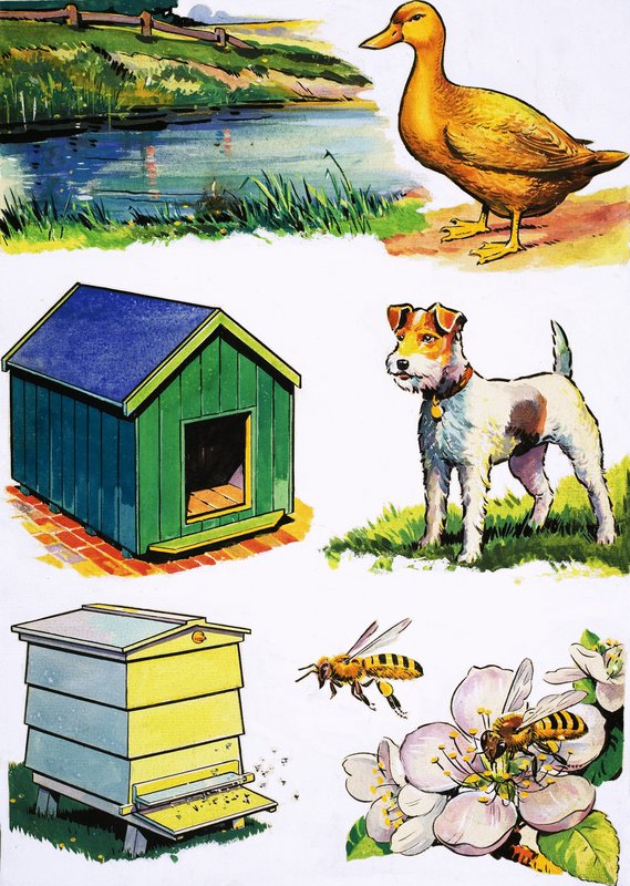 Animals and Their Homes by English School