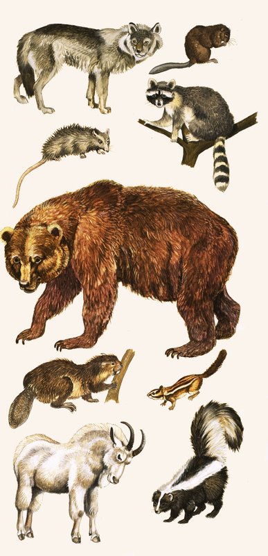 Animals and Birds of Canada by English School