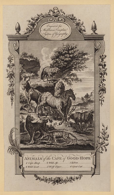 Animals of the Cape of Good-Hope by English School