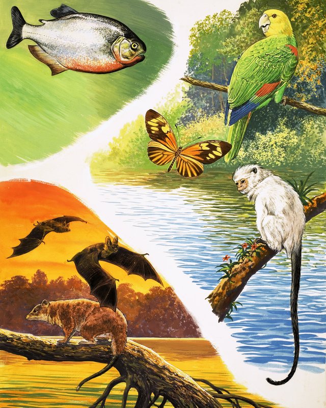 Animals You Might Find in Brazil by English School