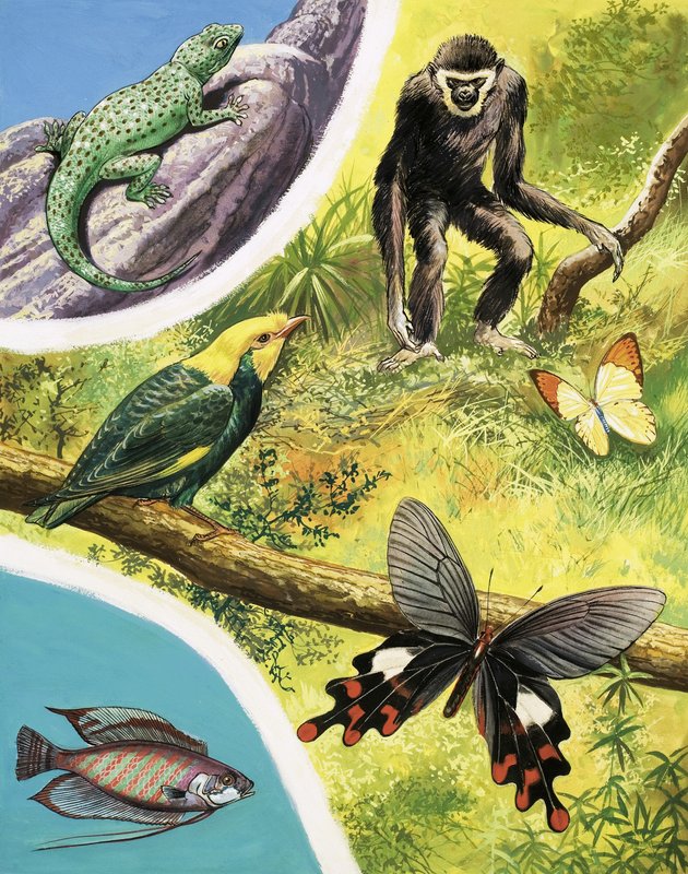 Animals You Might Find in Burma by English School