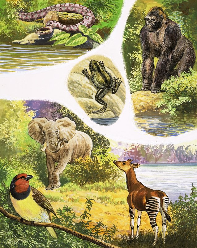Animals You Might Find in the Congo by English School