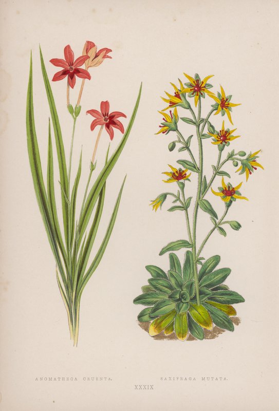Anomatheca Cruenta; Saxifraga Mutata by English School