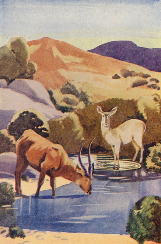 Antelopes at Drinking Hole by English School