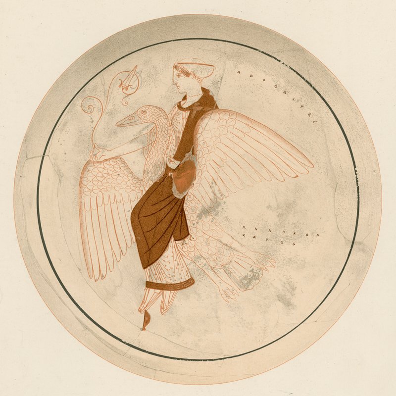 Aphrodite on the Swan by English School