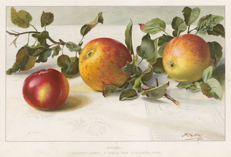 Apples by English School