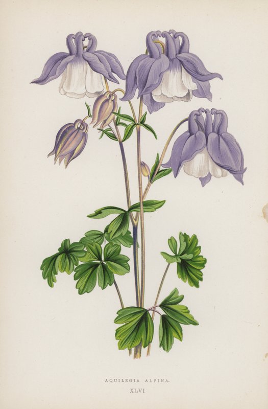 Aquilegia Alpina by English School