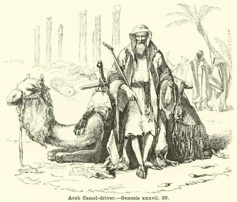 Arab Camel-driver by English School