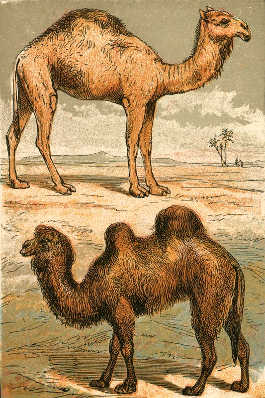 Arabian Camel and Bactrian Camel by English School