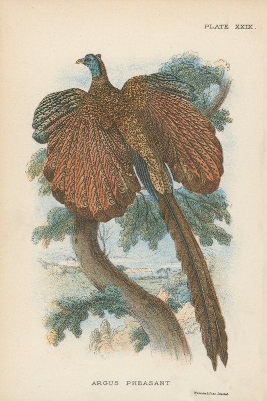 Argus Pheasant by English School