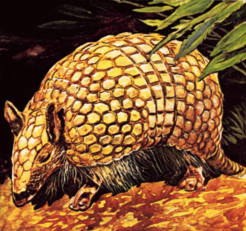 Armadillo by English School