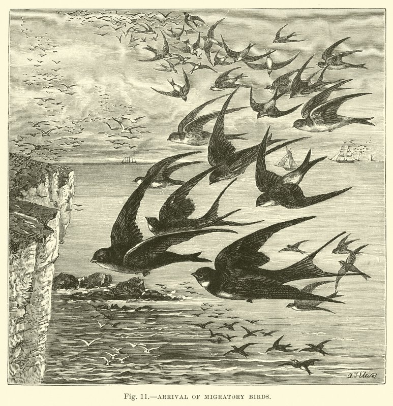 Arrival of Migratory Birds by English School