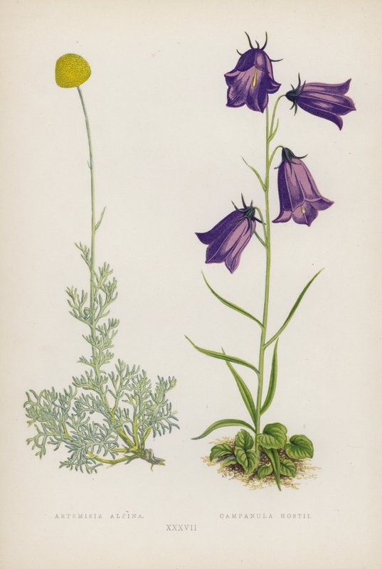 Artemisia Alpina; Campanula Hostii by English School