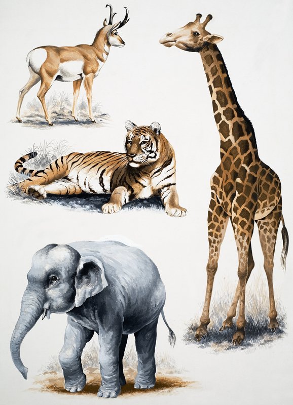 Assorted Animals by English School