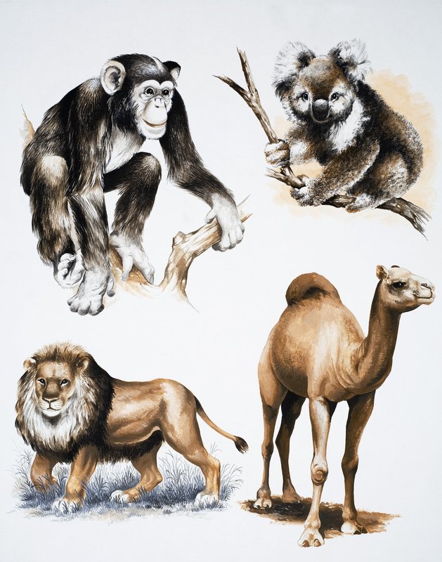 Assorted Animals by English School