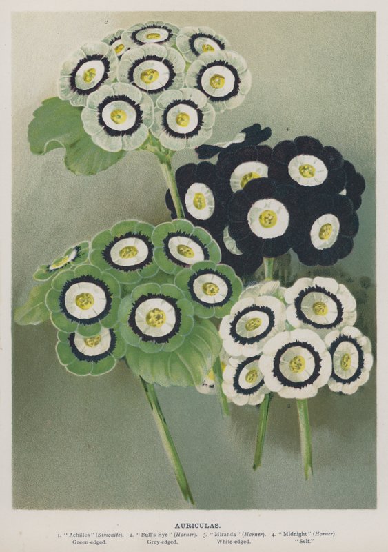 Auriculas by English School